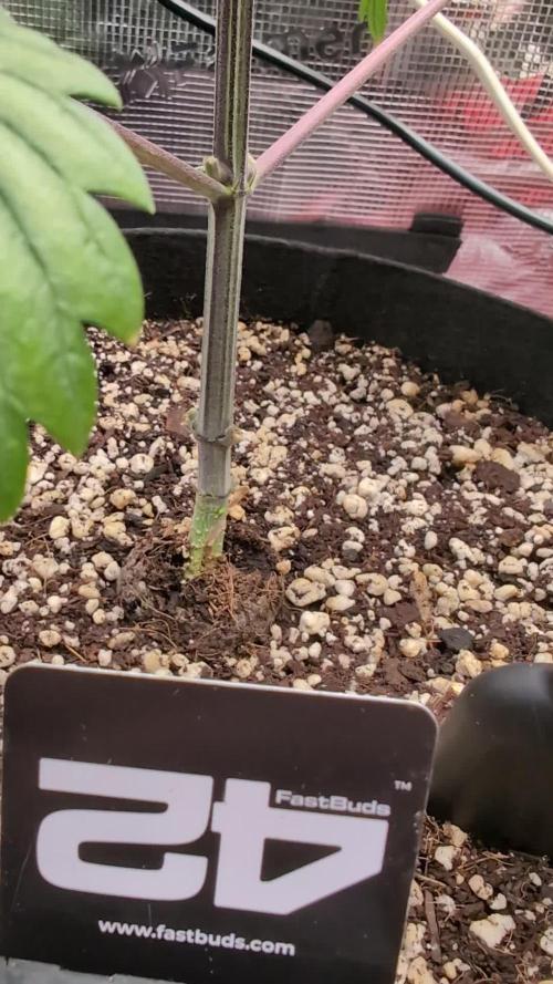 Gettin Frosty with Da Boys