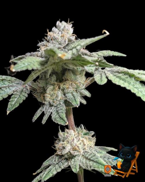 Clementine Slush - Catlife420. Week 16 - Day 107
Day 60
10/29