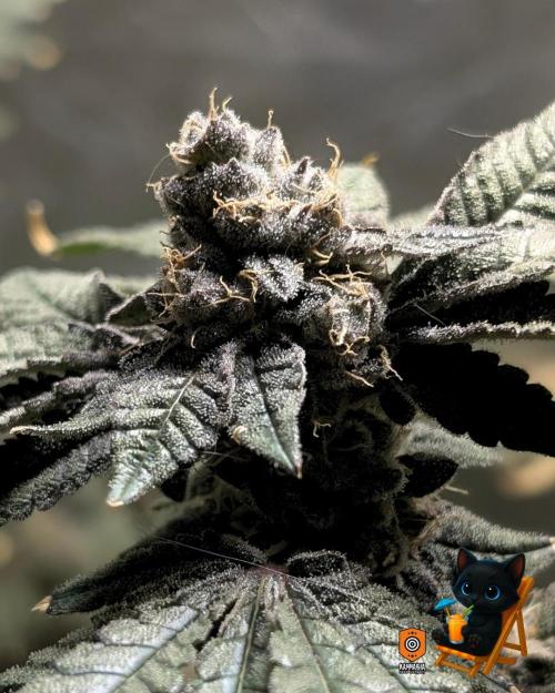 Clementine Slush - Catlife420. Week 16 - Day 107
Day 60
10/29