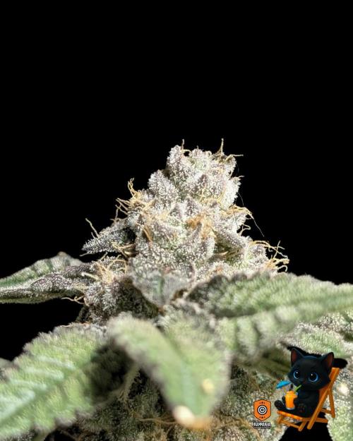 Clementine Slush - Catlife420. Week 16 - Day 107
Day 60
10/29