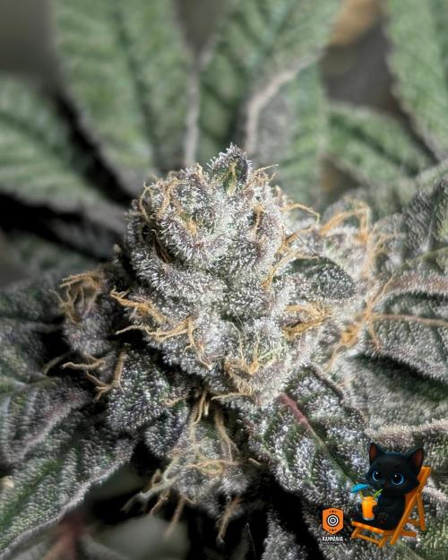 Clementine Slush - Catlife420. Week 16 - Day 107
Day 60
10/29