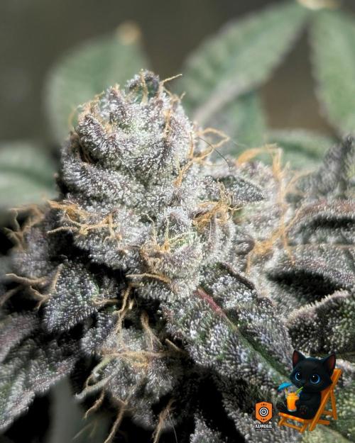 Clementine Slush - Catlife420. Week 16 - Day 107
Day 60
10/29