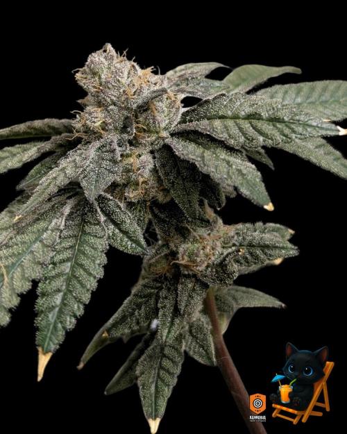 Clementine Slush - Catlife420. Week 16 - Day 108
Day 61
10/30