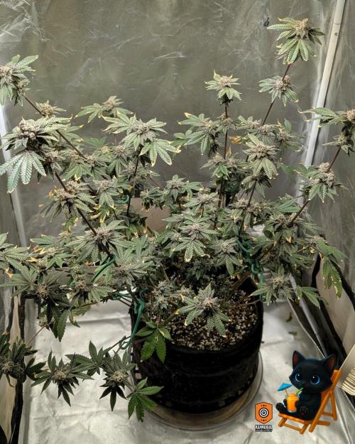 Clementine Slush - Catlife420. Week 16 - Day 108
Day 61
10/30