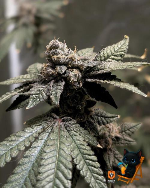 Clementine Slush - Catlife420. Week 16 - Day 108
Day 61
10/30