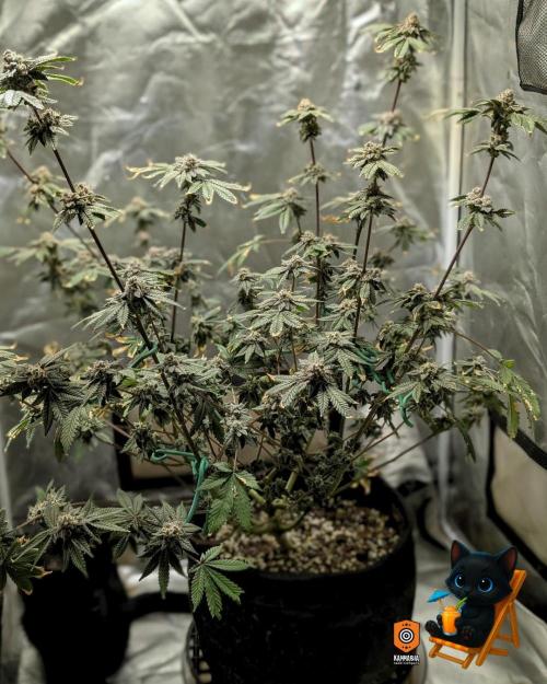 Clementine Slush - Catlife420. Week 16 - Day 108
Day 61
10/30