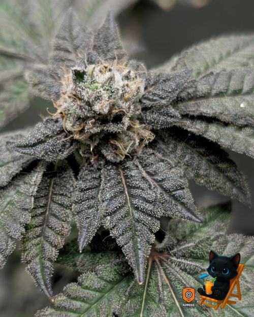 Clementine Slush - Catlife420. Week 16 - Day 111
Day 64
11/2