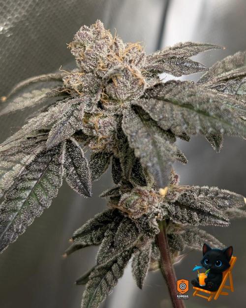 Clementine Slush - Catlife420. Week 16 - Day 111
Day 64
11/2