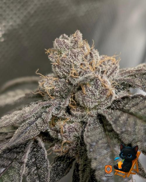 Clementine Slush - Catlife420. Week 16 - Day 111
Day 64
11/2