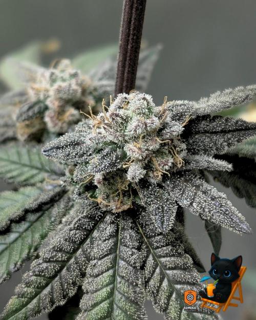 Clementine Slush - Catlife420. Week 16 - Day 111
Day 64
11/2