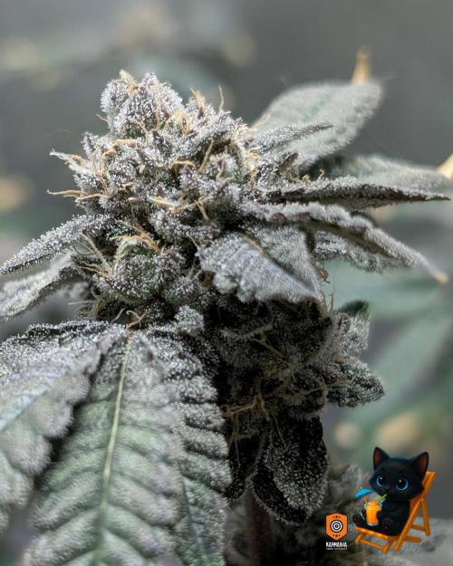 Clementine Slush - Catlife420. Week 16 - Day 111
Day 64
11/2