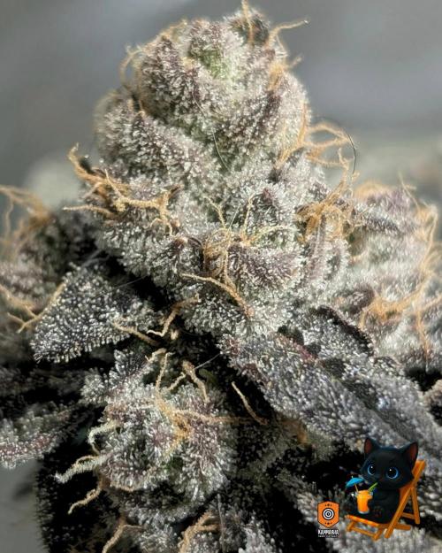 Clementine Slush - Catlife420. Week 16 - Day 111
Day 64
11/2