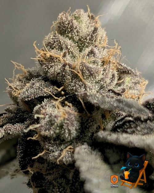 Clementine Slush - Catlife420. Week 16 - Day 111
Day 64
11/2