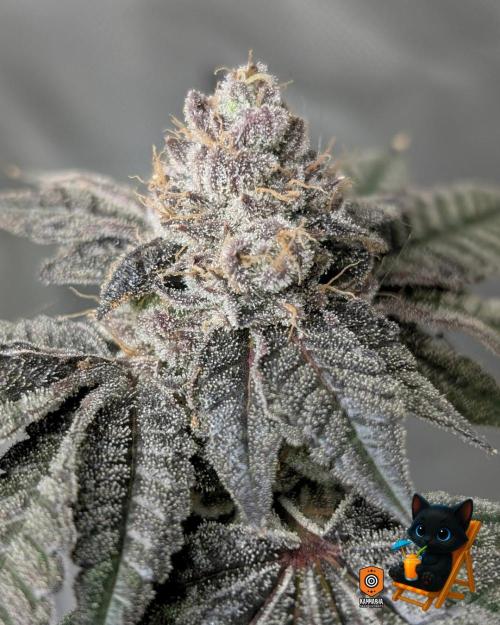 Clementine Slush - Catlife420. Week 16 - Day 111
Day 64
11/2