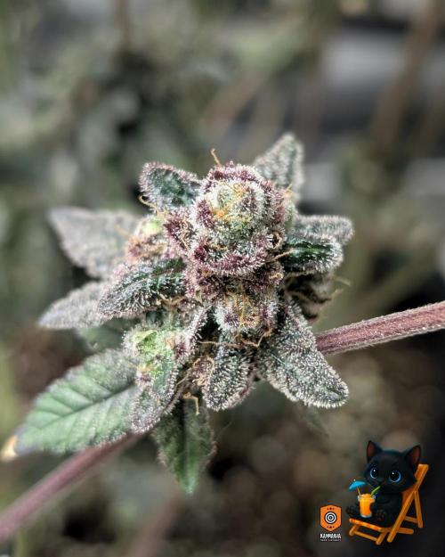 Clementine Slush - Catlife420. Week 17 - Day 119
Day 71
11/10