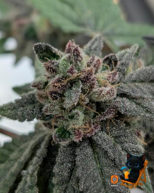 Clementine Slush - Catlife420. Week 17 - Day 119
Day 71
11/10