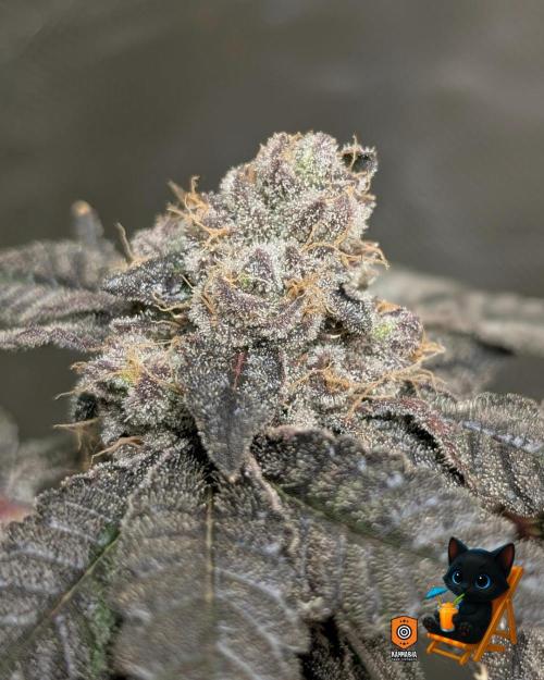 Clementine Slush - Catlife420. Week 17 - Day 119
Day 71
11/10