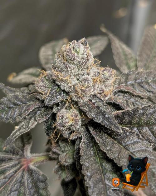 Clementine Slush - Catlife420. Week 17 - Day 119
Day 71
11/10