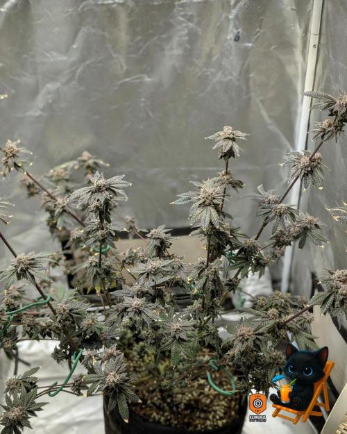 Clementine Slush - Catlife420. Week 17 - Day 119
Day 71
11/10