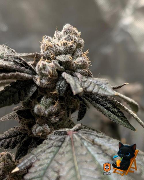 Clementine Slush - Catlife420. Week 17 - Day 119
Day 71
11/10