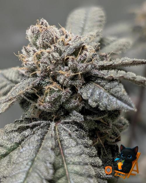 Clementine Slush - Catlife420. Week 17 - Day 119
Day 71
11/10