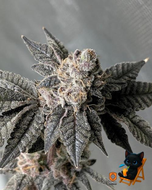 Clementine Slush - Catlife420. Week 17 - Day 119
Day 71
11/10