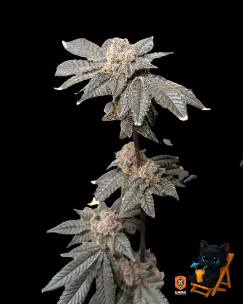 Clementine Slush - Catlife420. Week 18 - Day 122
Day 74
11/13