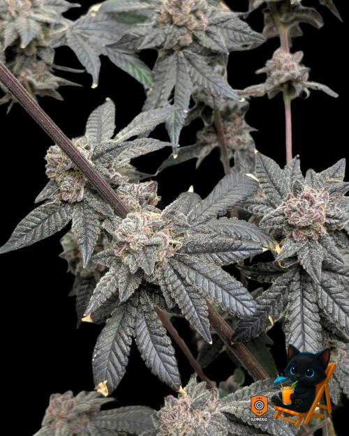 Clementine Slush - Catlife420. Week 18 - Day 122
Day 74
11/13