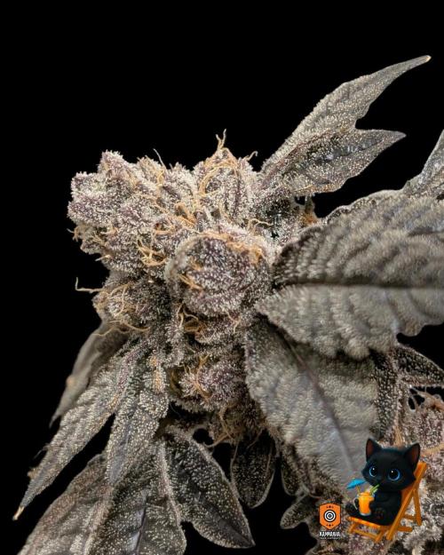 Clementine Slush - Catlife420. Week 18 - Day 122
Day 74
11/13