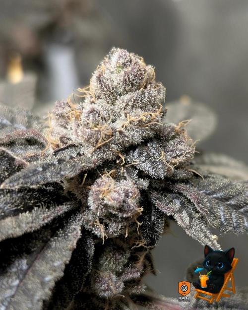 Clementine Slush - Catlife420. Week 18 - Day 122
Day 74
11/13