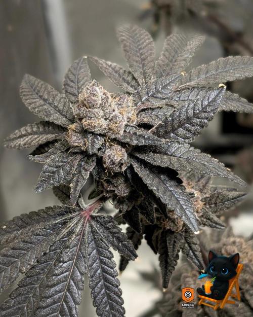 Clementine Slush - Catlife420. Week 18 - Day 122
Day 74
11/13