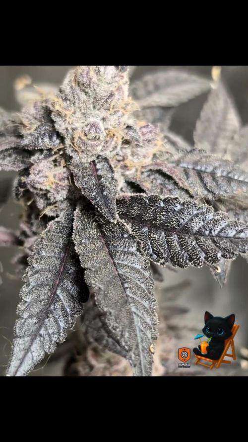 Clementine Slush - Catlife420