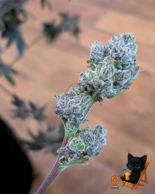 Clementine Slush - Catlife420. Week 19 - Day 122
Day 74
11/13