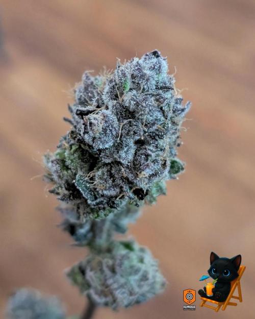 Clementine Slush - Catlife420. Week 19 - Day 122
Day 74
11/13