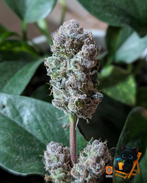 Clementine Slush - Catlife420. Week 19 - Day 122
Day 74
11/13