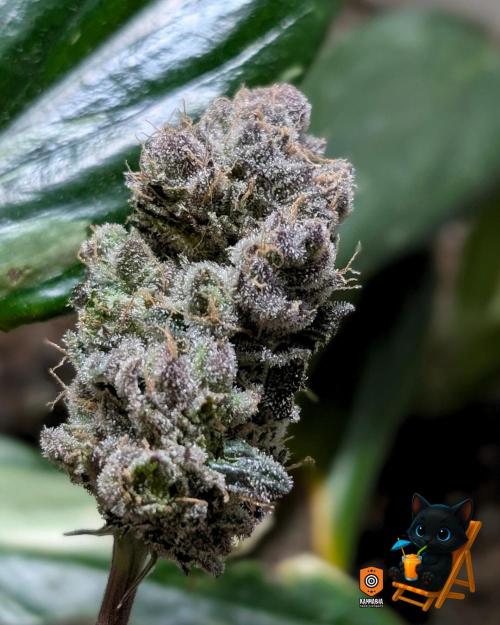 Clementine Slush - Catlife420. Week 19 - Day 122
Day 74
11/13