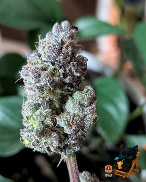 Clementine Slush - Catlife420. Week 19 - Day 122
Day 74
11/13