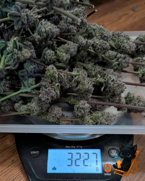 Clementine Slush - Catlife420. Week 19 - Day 122
Day 74
11/13
This is Wet weight with stems still on.  Update after dried