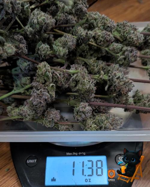 Clementine Slush - Catlife420. Week 19 - Day 122
Day 74
11/13
This is Wet weight with stems still on.  Update after dried