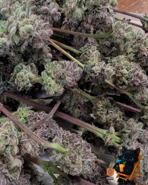 Clementine Slush - Catlife420. Week 19 - Day 122
Day 74
11/13