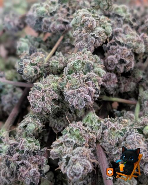 Clementine Slush - Catlife420. Week 19 - Day 122
Day 74
11/13