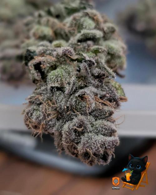 Clementine Slush - Catlife420. Week 19 - Day 122
Day 74
11/13