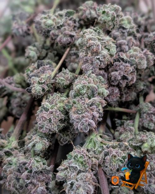 Clementine Slush - Catlife420. Week 19 - Day 122
Day 74
11/13