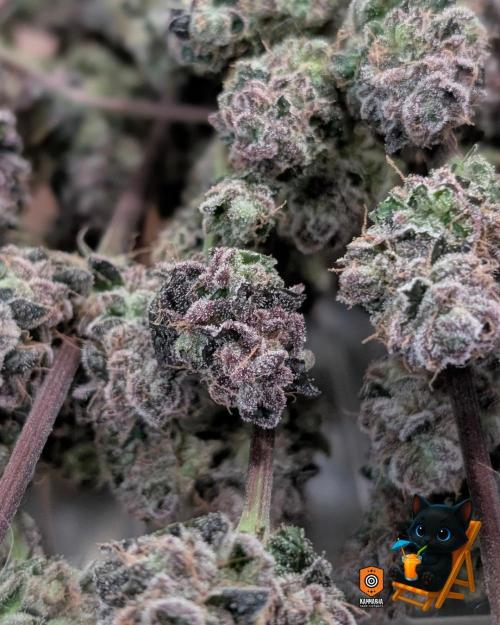 Clementine Slush - Catlife420. Week 19 - Day 122
Day 74
11/13