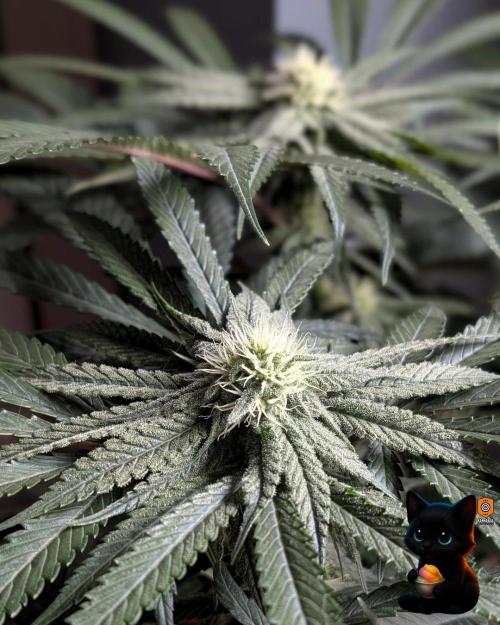 Sunset Sherb Go Fast. Week 8