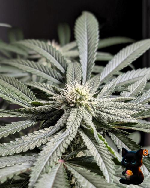 Sunset Sherb Go Fast. Week 8