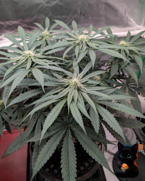 Sunset Sherb Go Fast. Week 8