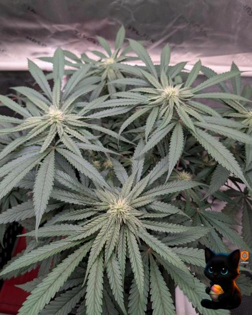 Sunset Sherb Go Fast. Week 8