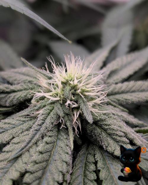 Sunset Sherb Go Fast. Week 8