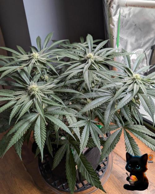 Sunset Sherb Go Fast. Week 8